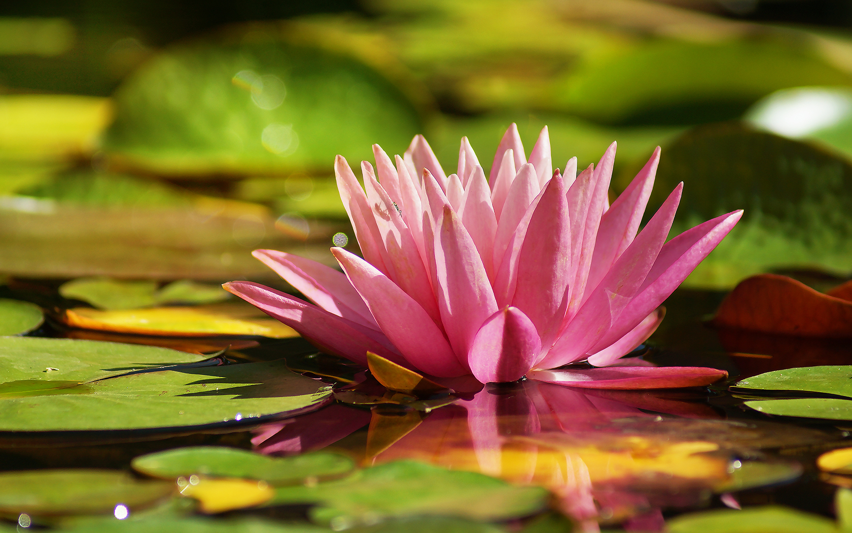 a close up of a pink flower and green plants in the water