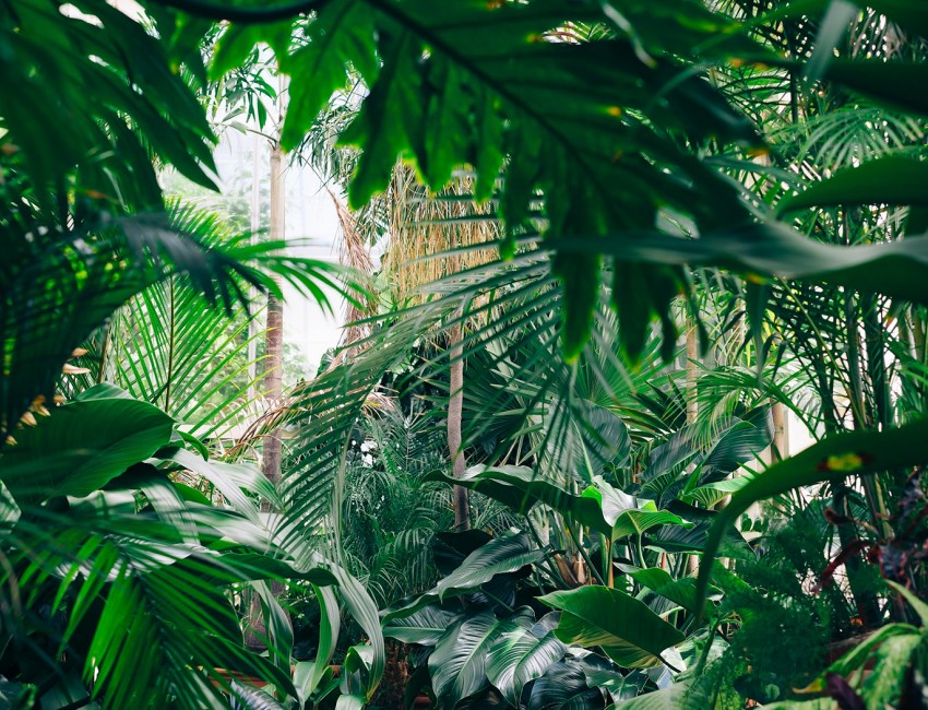 many bright green plants and trees outside during the day