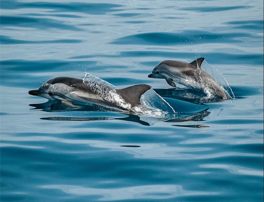 two dolphin swimming in the ocean during the day