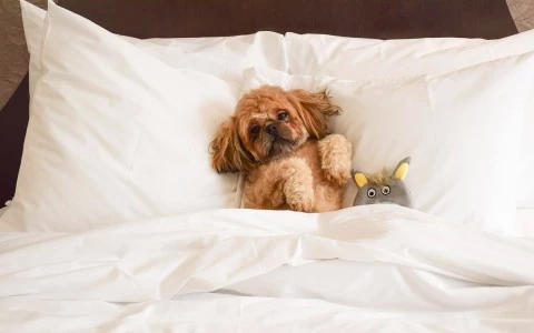 an adorable light brown puppy laying in the bed with a small toy next to it