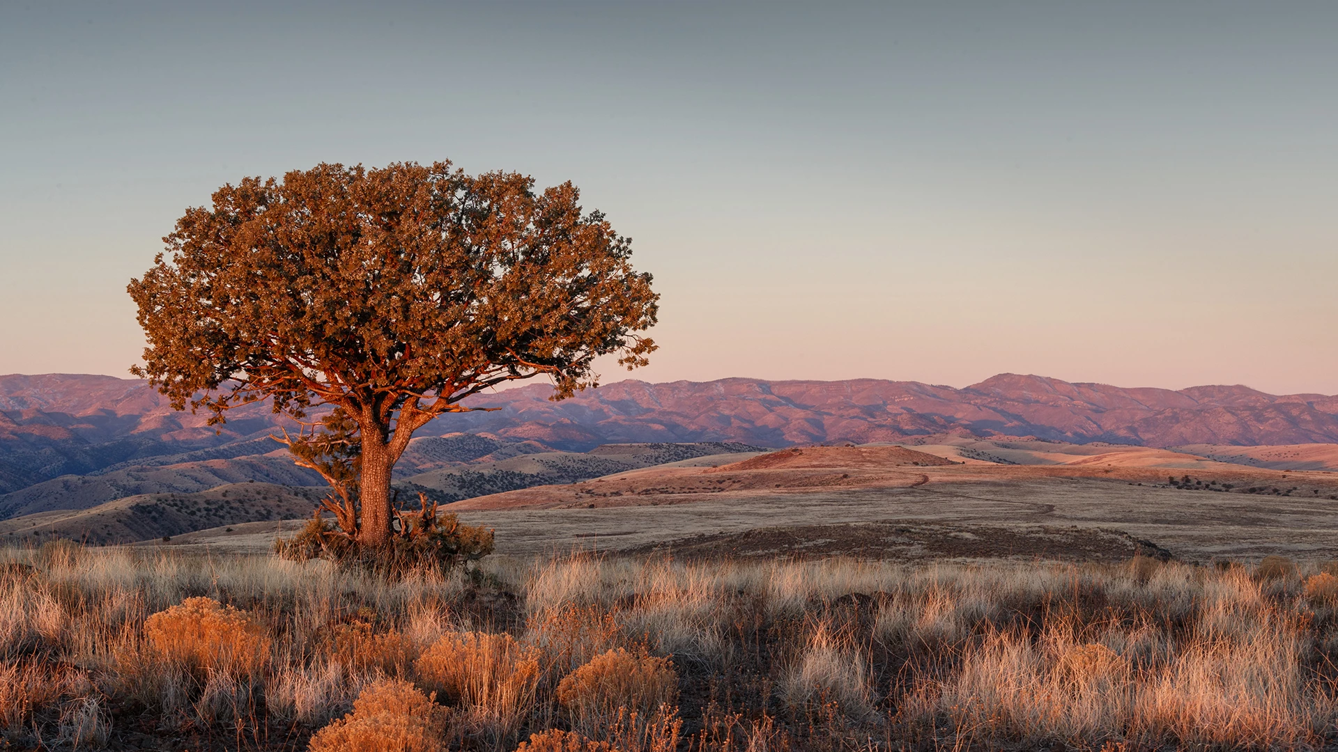 a tree in a field