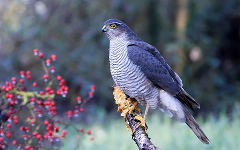 brown and white hawk standing on a branch 