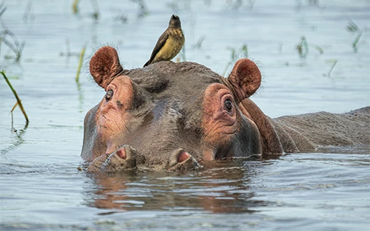 a hippo in the water with a bird on its head