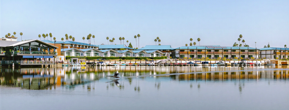 a bird flying over a body of water