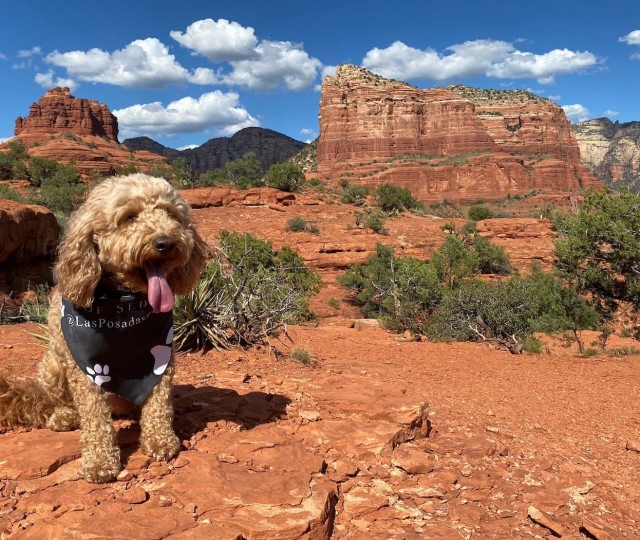 golden doodle sitting in front of orange canyons