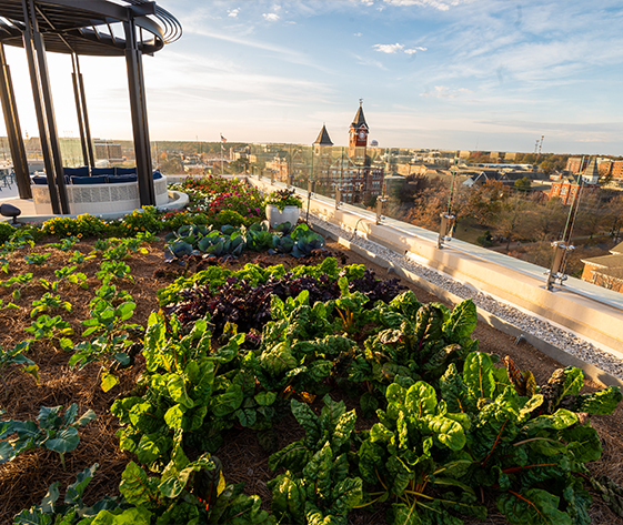 a garden with plants on the roof