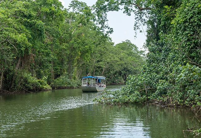pontoon boat coasting down a river surrounded by lush jungle on each side