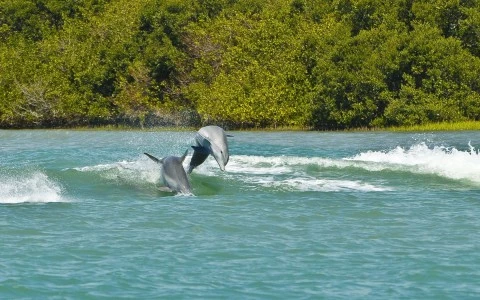dolphins jumping out of the water