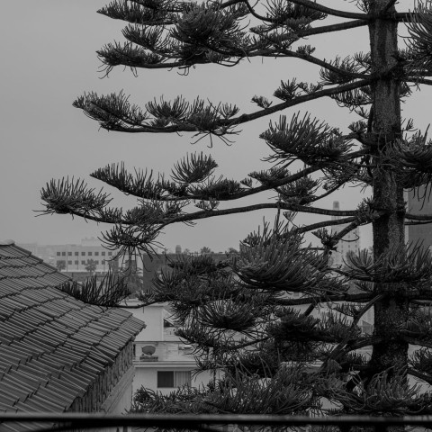 a tree with many branches