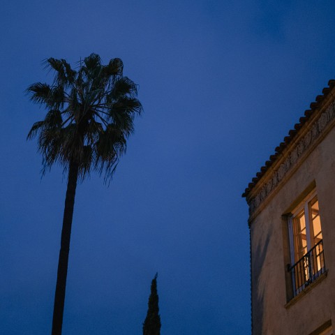 a palm tree and a building