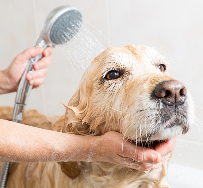a person washing a dog