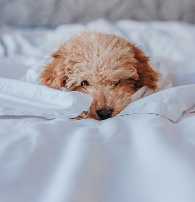 a dog lying on a bed