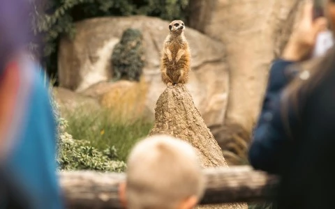 a meerkat standing on a rock