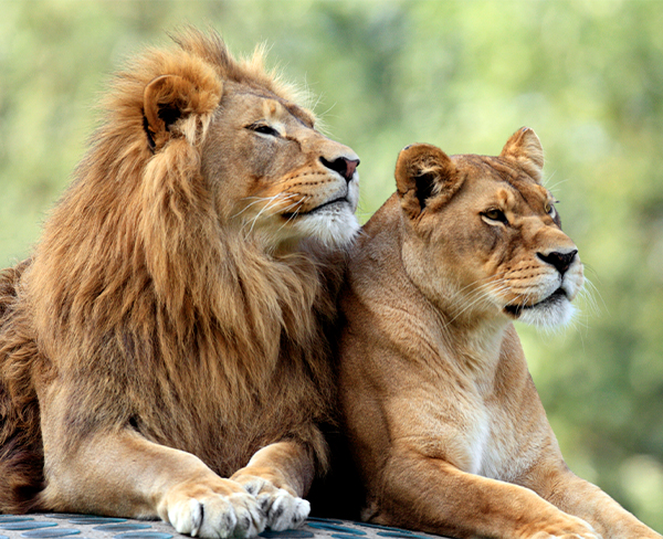 a lion and lioness lying together