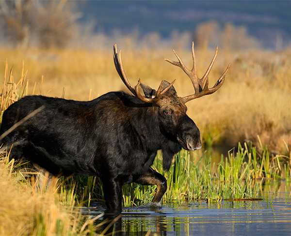 a moose walking in water