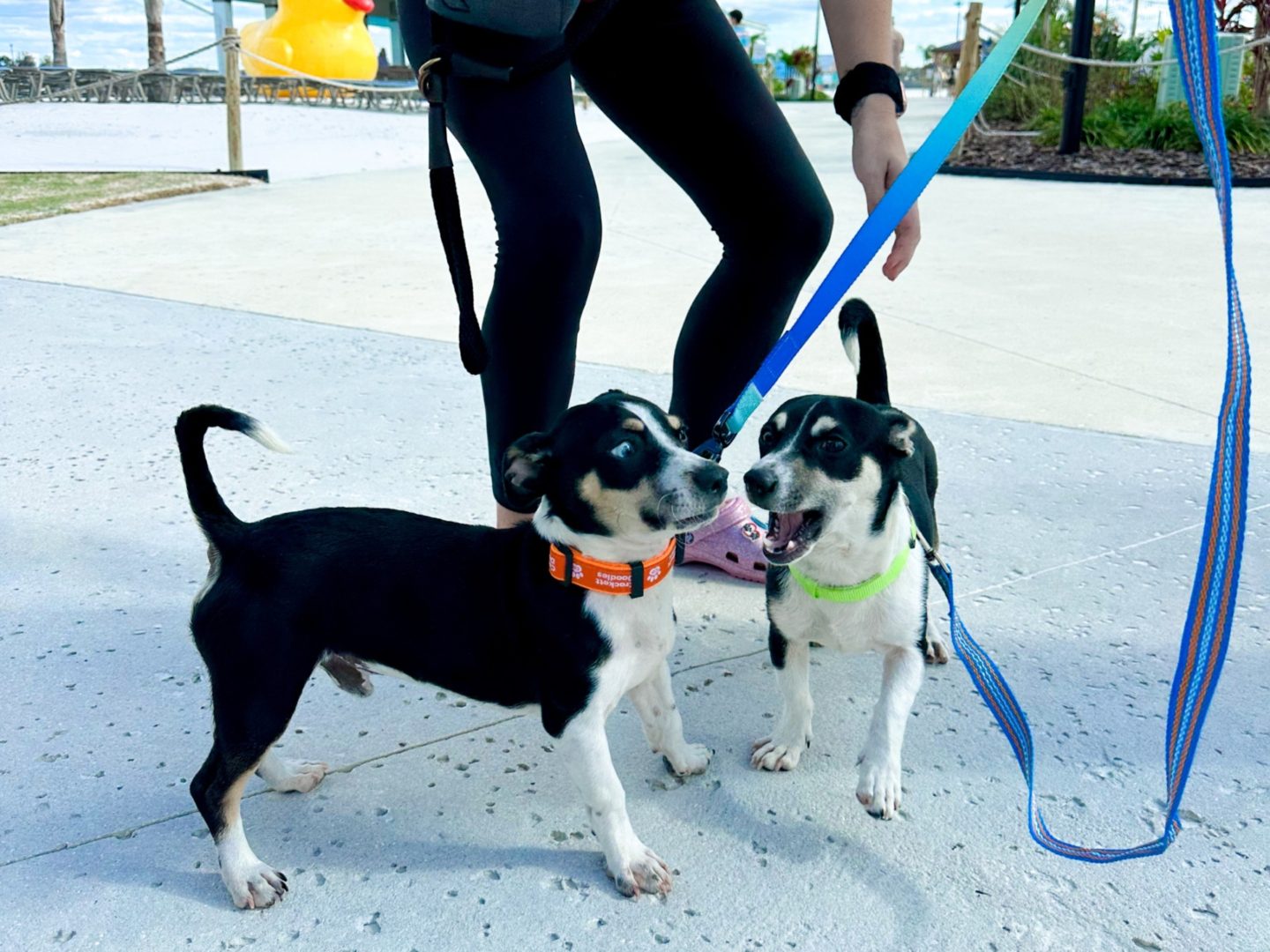a person walking dogs on leashes