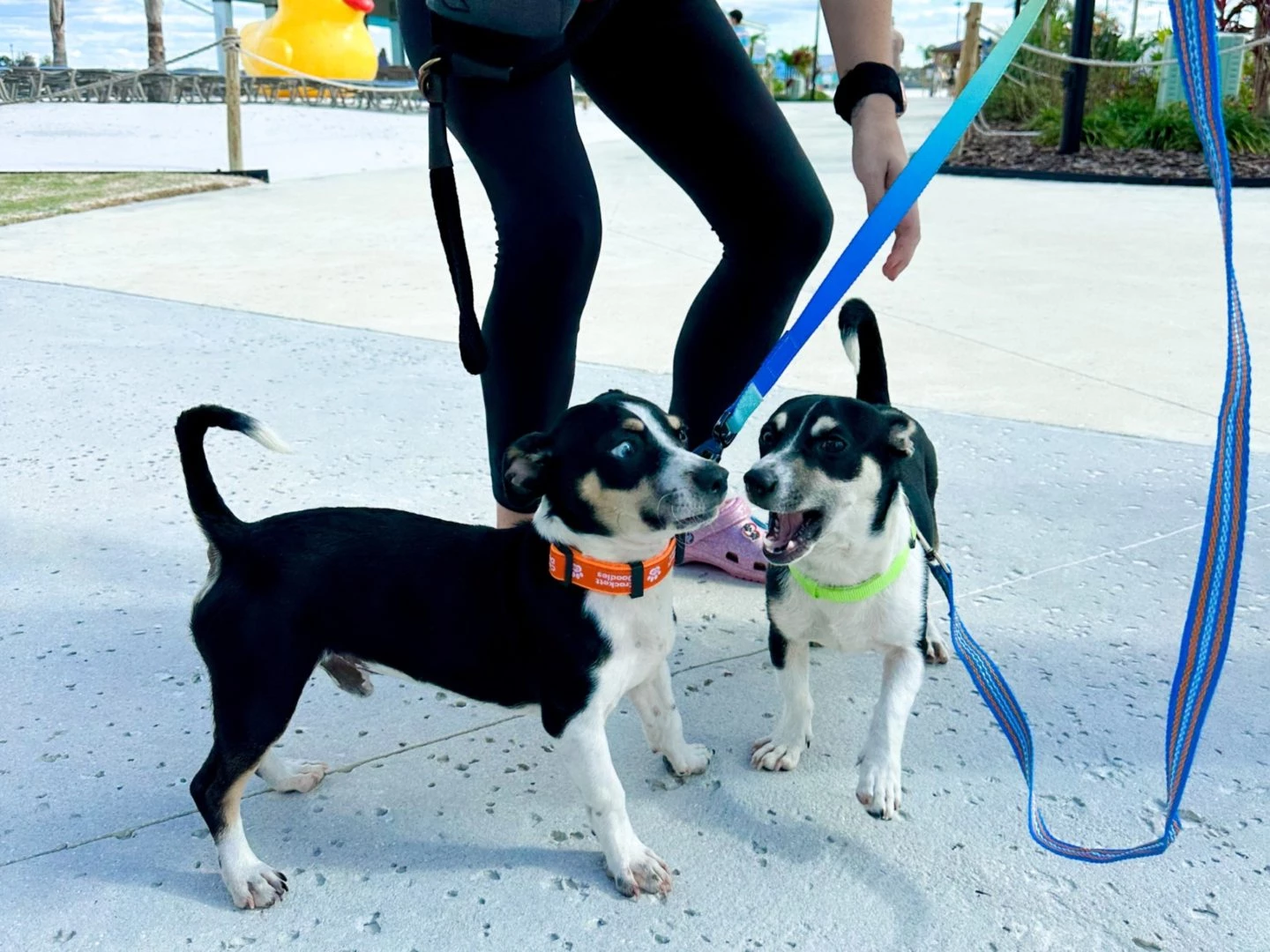 a person walking dogs on leashes
