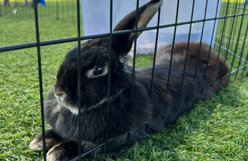 a rabbit lying in a cage