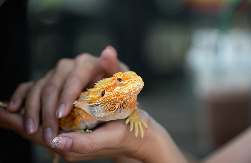 Kids Social: Scales & Tails Reptile Petting Zoo
