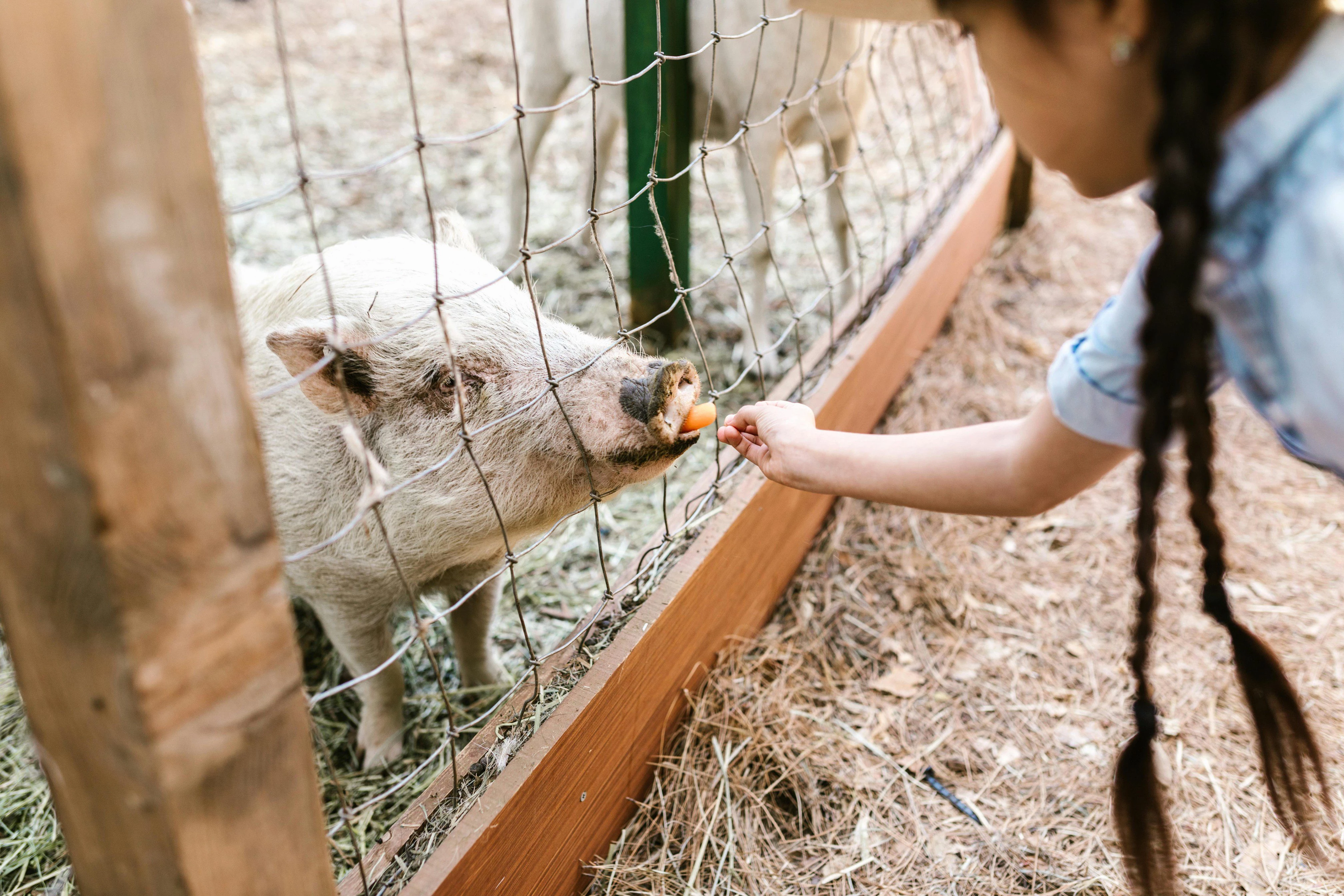 a person feeding a pig