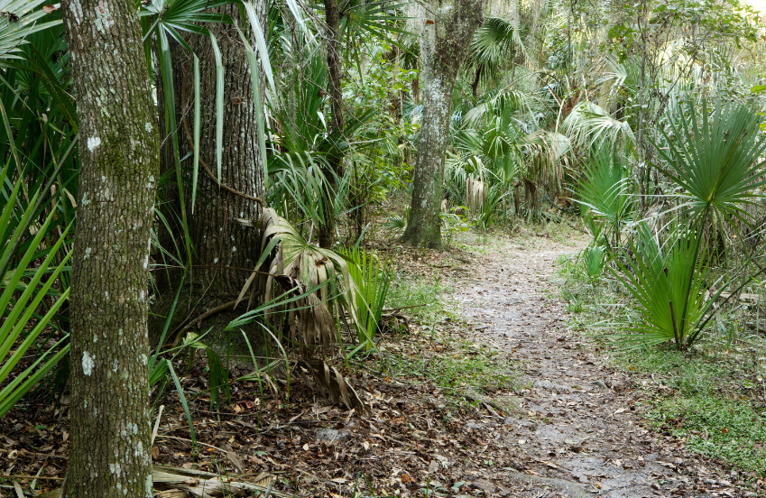 a path through a forest