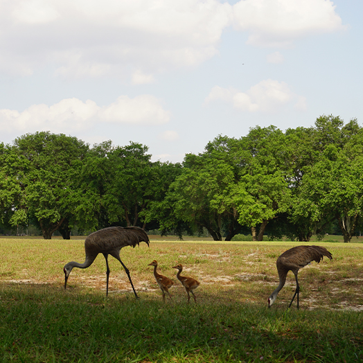 a group of birds in a field