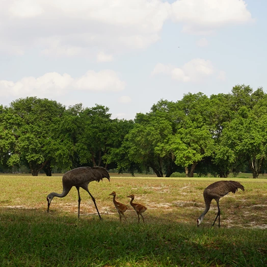 a group of birds in a field