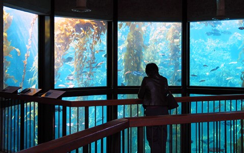 a woman looking at fish in a tank