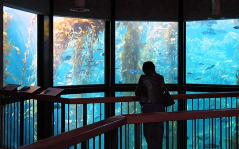 a woman looking at fish in a tank