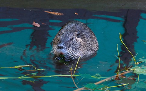 a beaver in the water