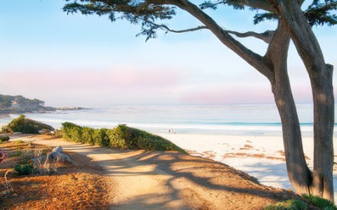 a tree next to a beach