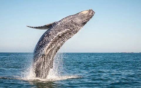 a whale jumping out of the water