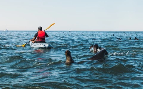 a man in a boat with a paddle and two seals in the water