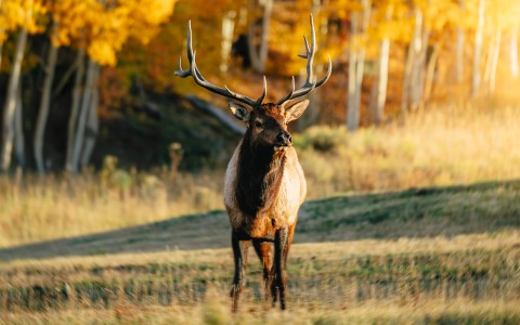 a elk with antlers standing in a field