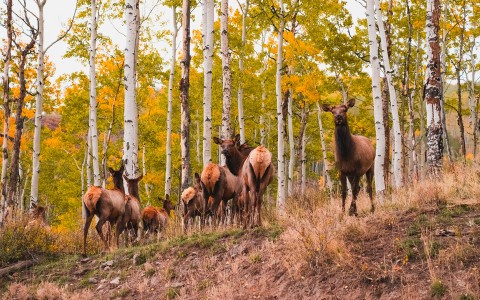 a group of deer standing in a forest