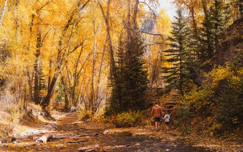 a man and child walking in a forest
