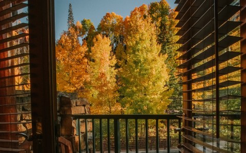a view of trees from a balcony