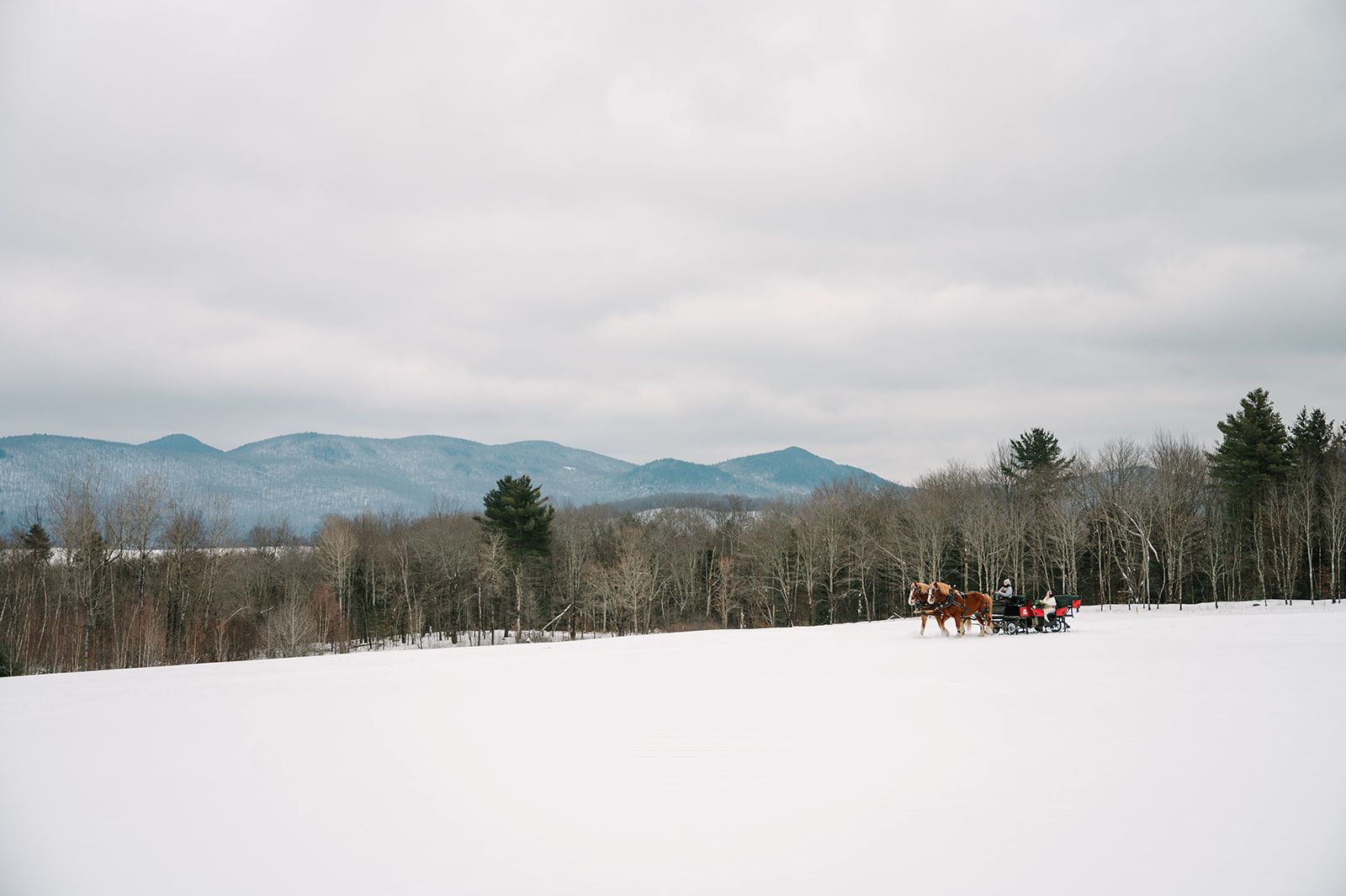 a horse drawn carriage in the snow