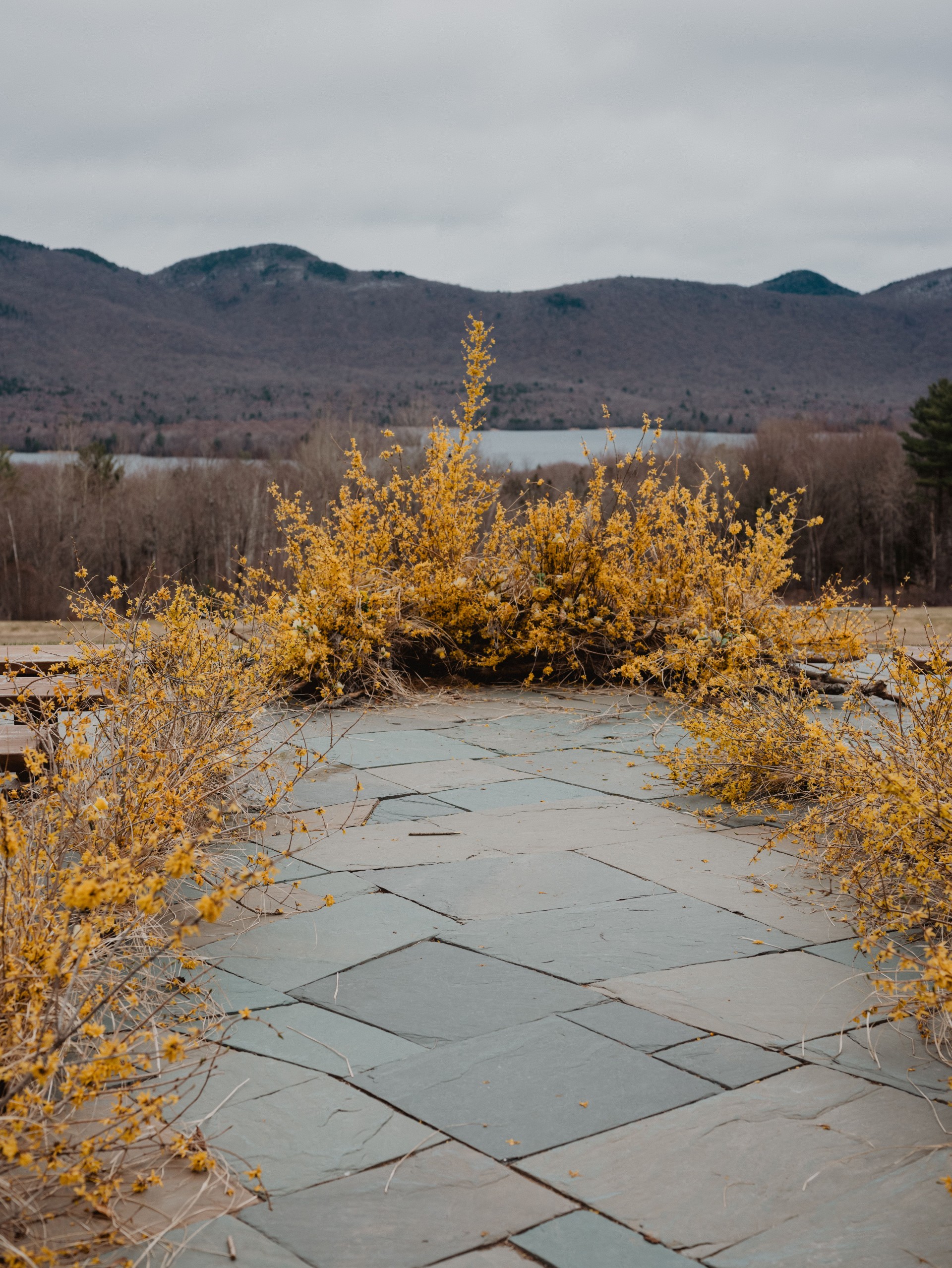 a yellow bush in front of a lake