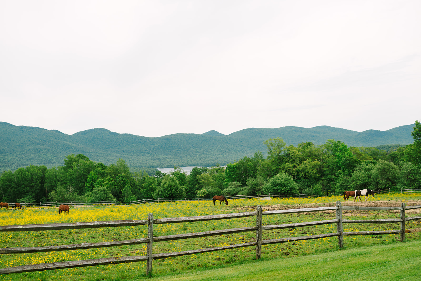a horse grazing in a field with a fence and mountains in the background by juniper Studios