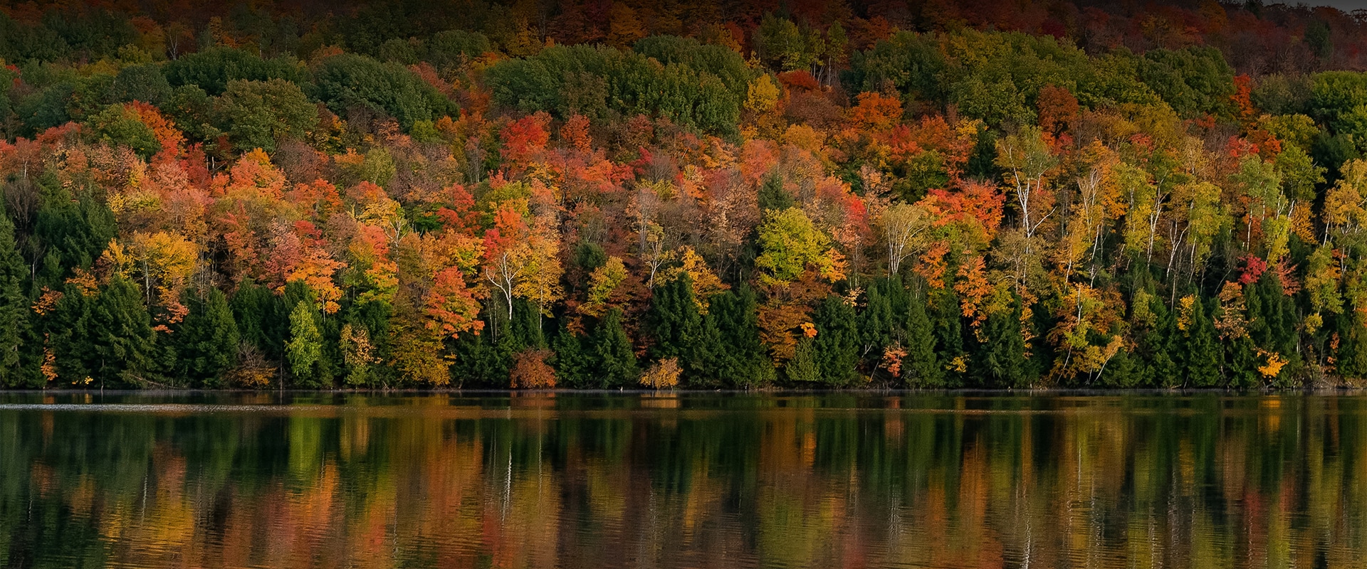 a body of water with trees and leaves