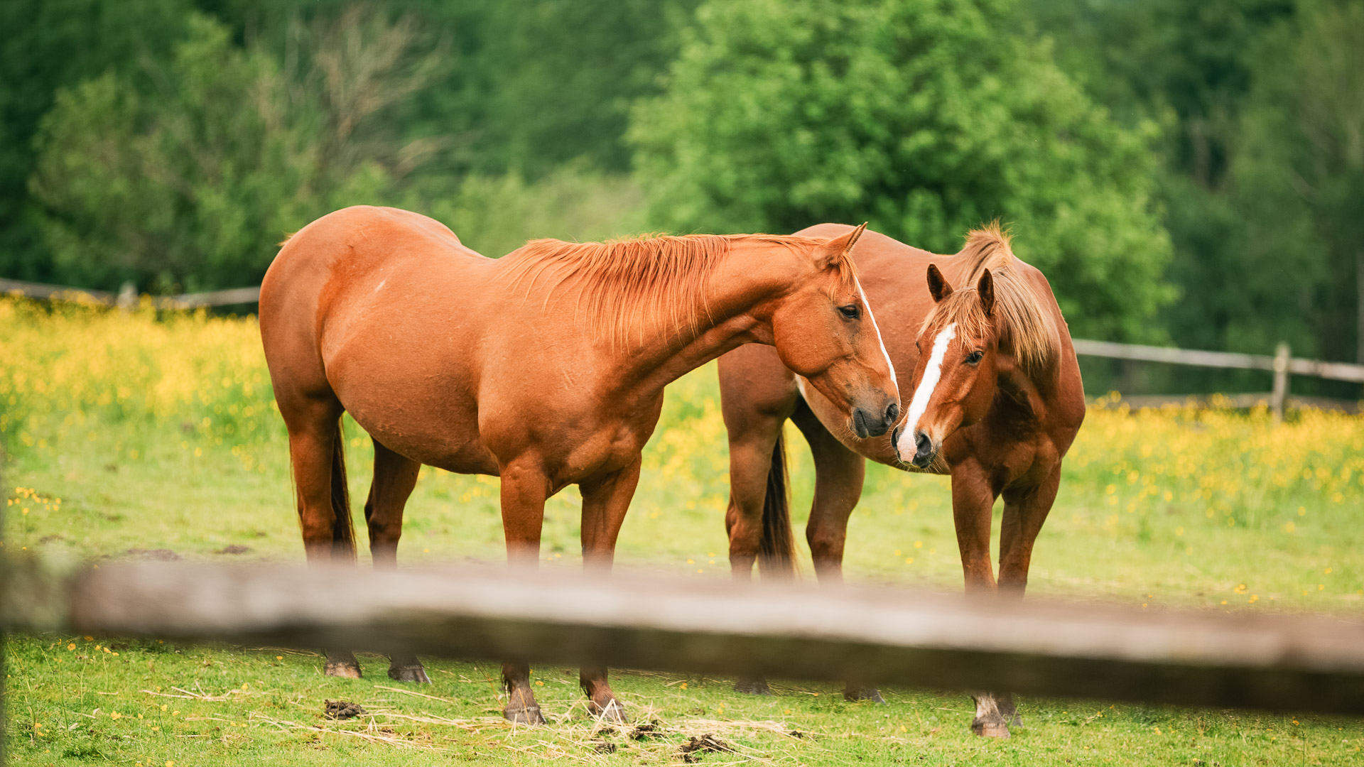 two horses standing in a field