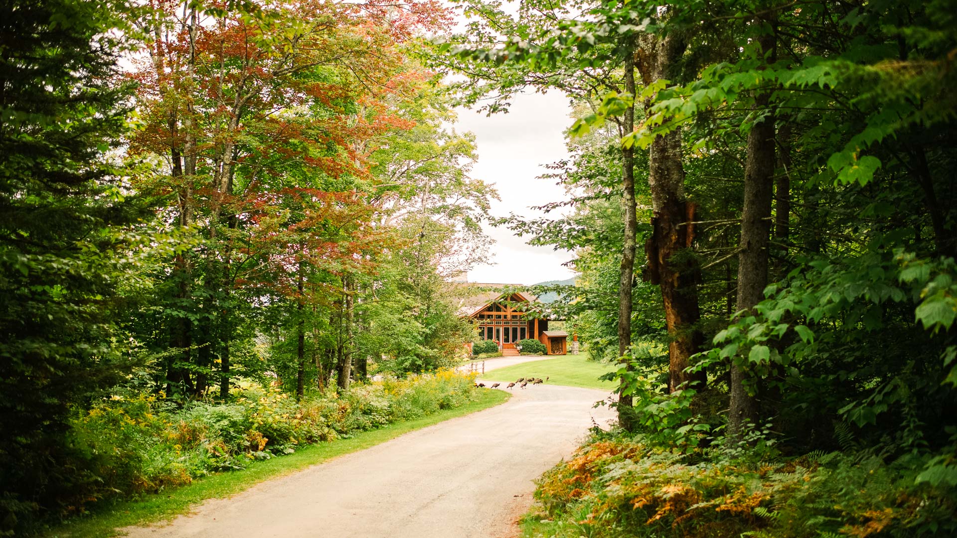 a road with trees and a house