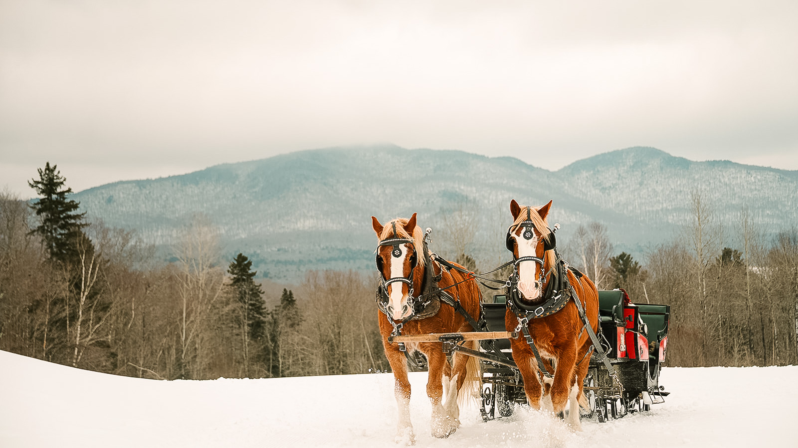 two horses pulling a carriage in the snow