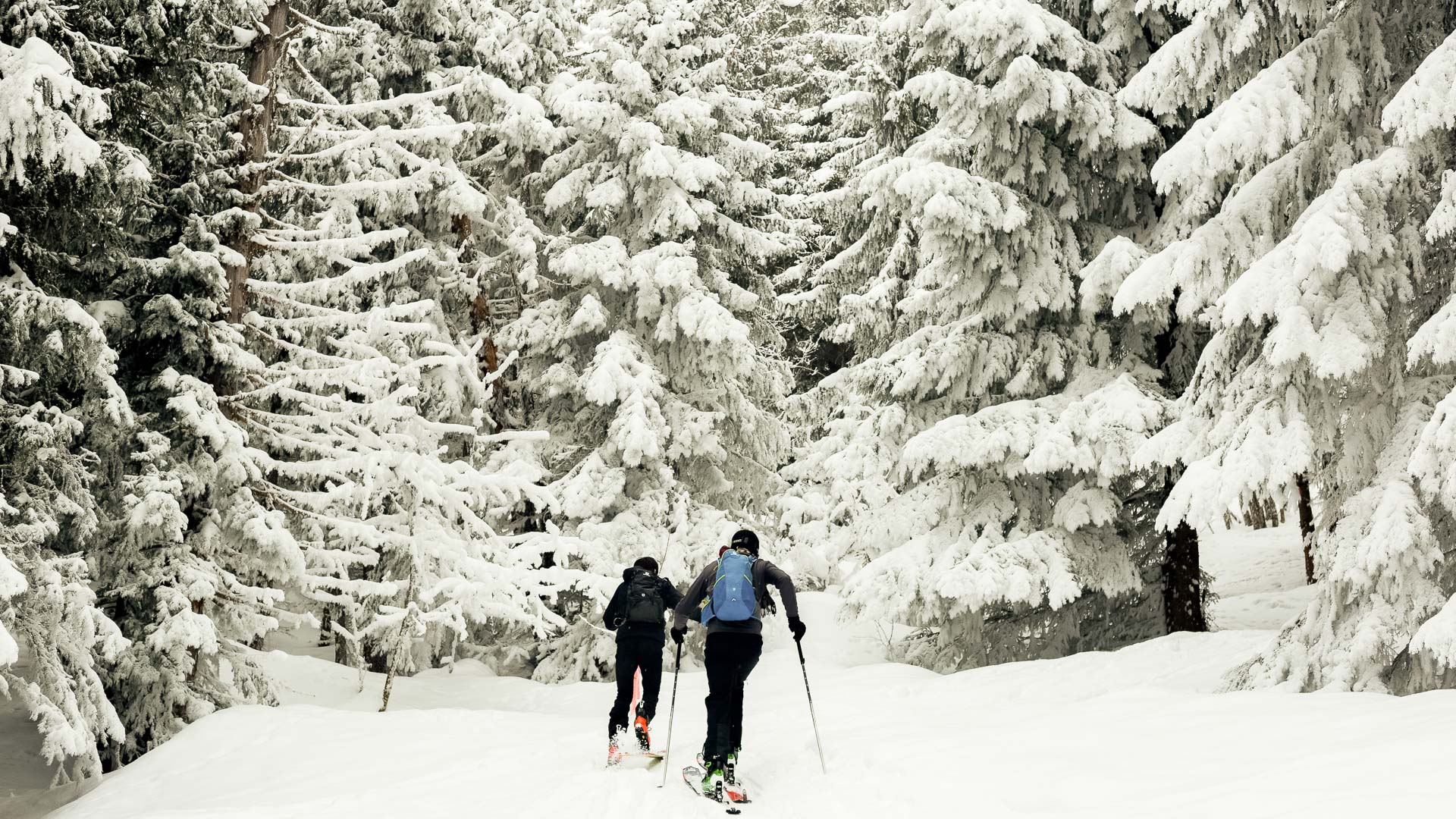 a group of people skiing in the snow