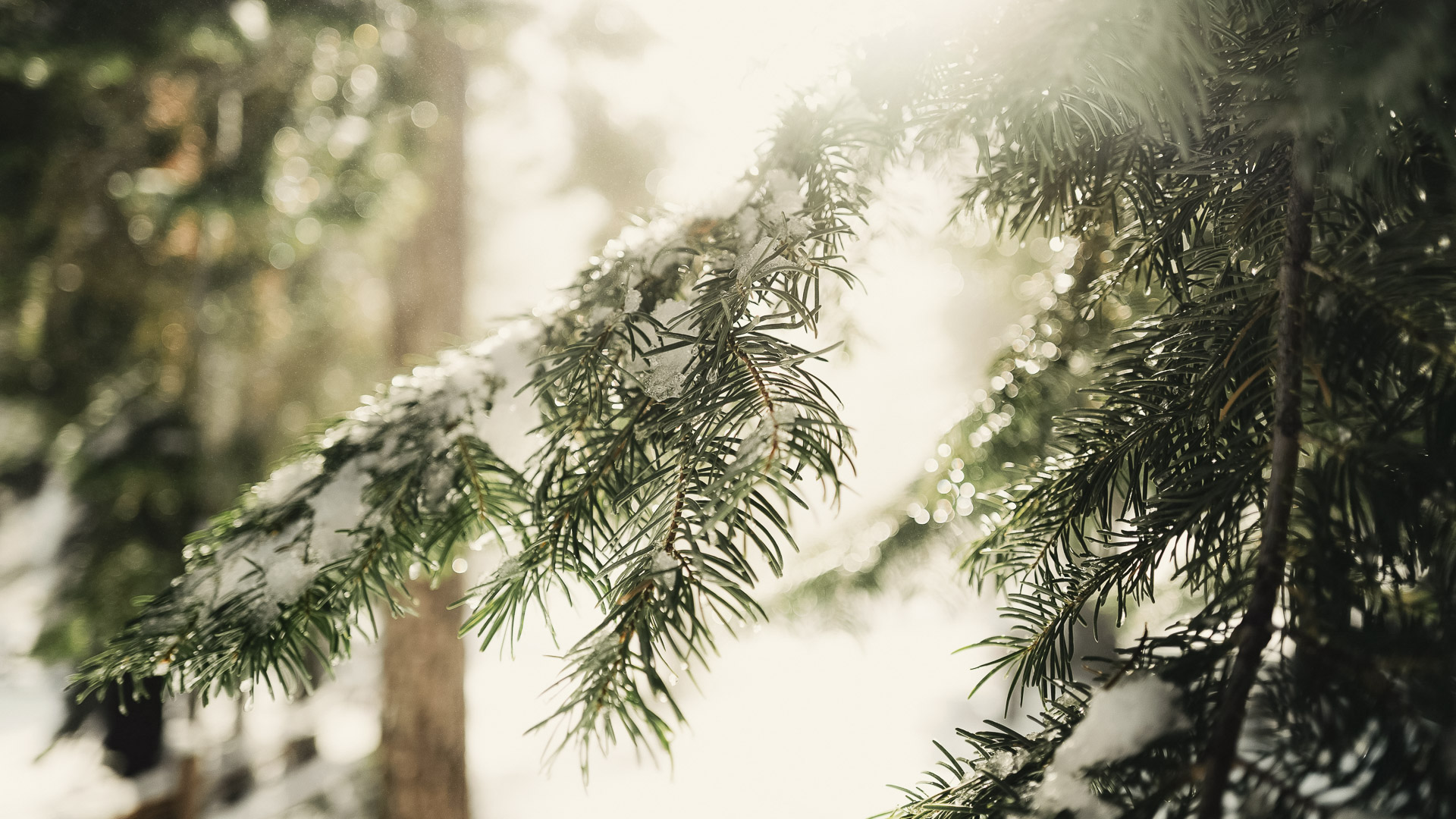 a snow on a tree branch