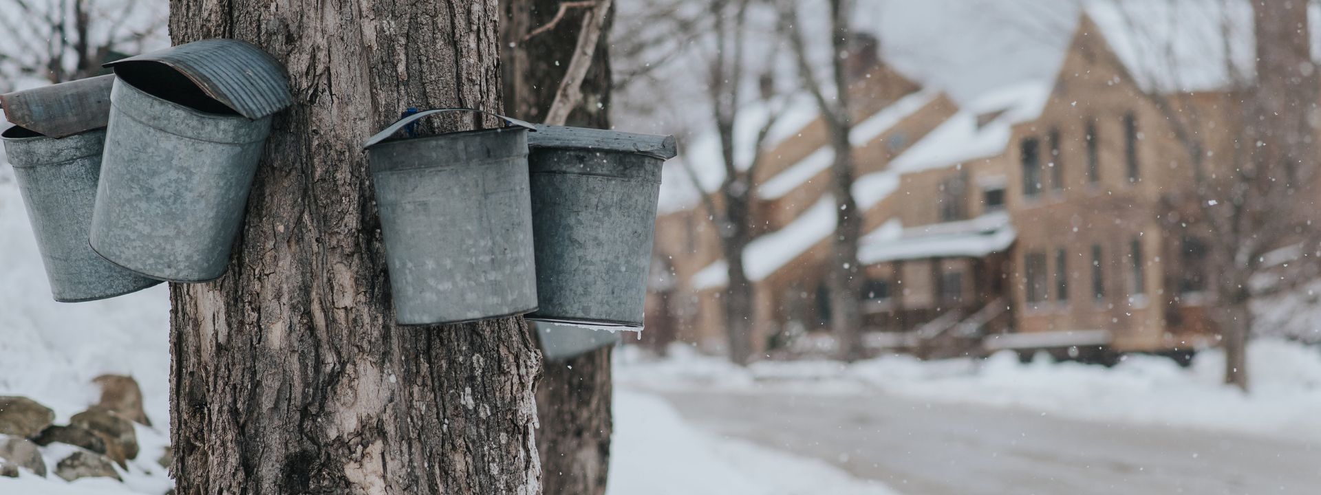 buckets on a tree in the snow