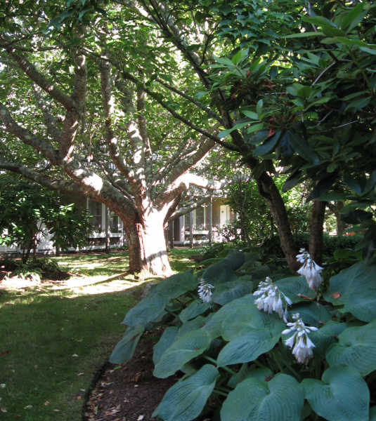 Nantucket MA Rooms Nantucket Inn