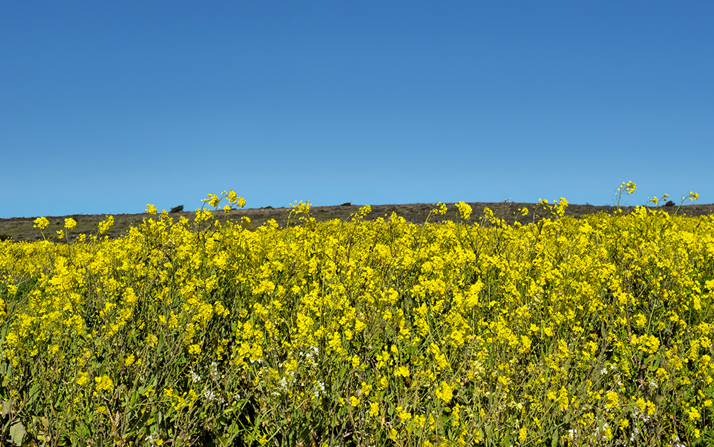 a field of yellow flowers