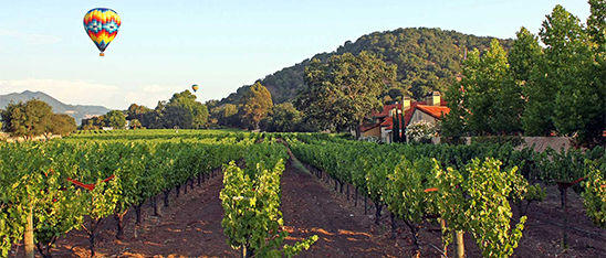 a vineyard with trees and houses